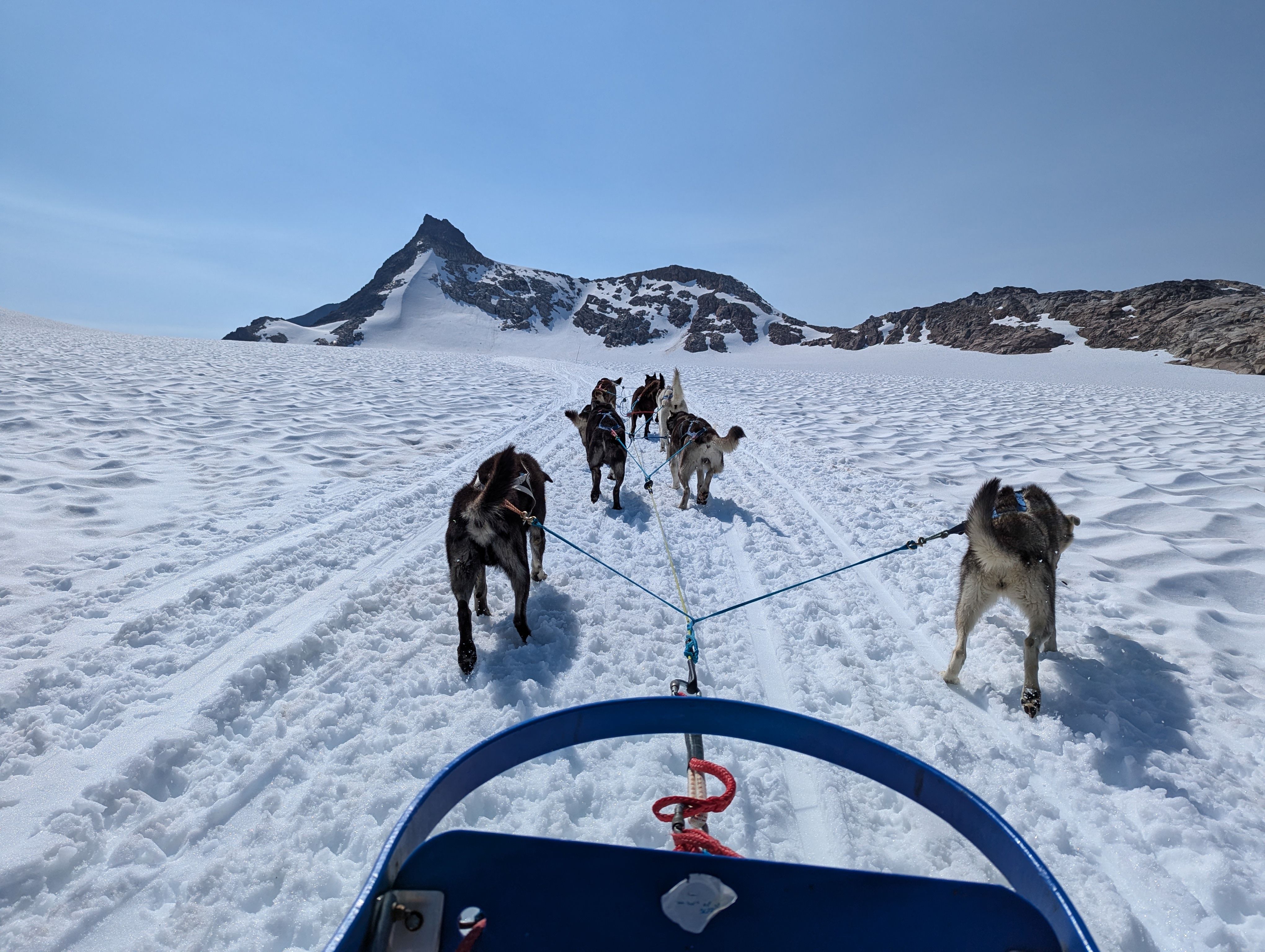 Dog sledding team racing across snowy Alaskan mountains under clear blue skies